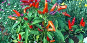 Capsicum Annuum Plant