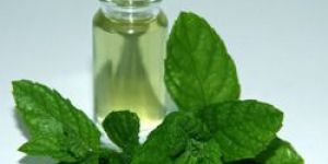 Mentha Piperita Oil