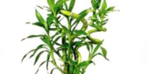 Natural Bamboo Plants