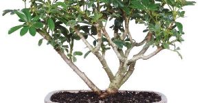 Natural Bonsai Plants
