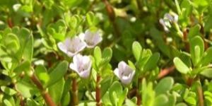 Bacopa Monnieri(Bhrami)