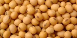 Soybean