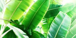 Banana Leaf
