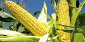 Maize