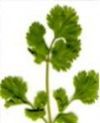 Coriander Fruit