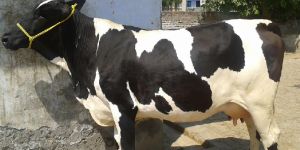 Hf Cow