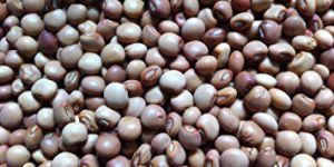 Pigeon Peas