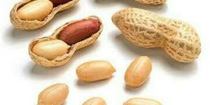 Peanut