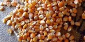 Yellow Corn Seeds