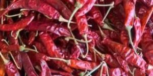 Dry Red Chilli