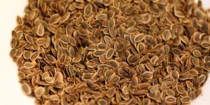 Dill Seeds