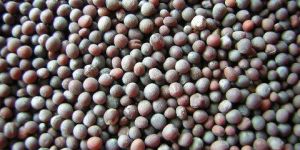 Mustard Seeds