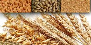 Wheat Seeds