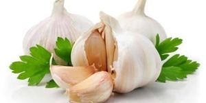 Organic Garlic