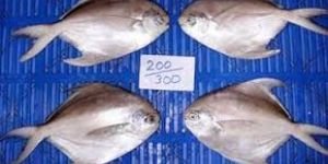 Pomfrets Fish
