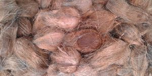 Semi Husked Coconut