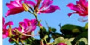 Bauhinia Blakeana Plants