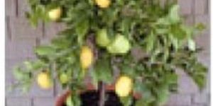 Citrus Plants