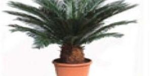 Cycas Revoluta Plants