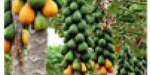 Papaya Plants
