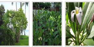 Plumeria Plants