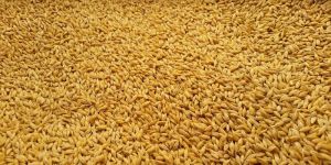 Barley Seeds(Jau)