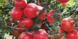 Anar Plants