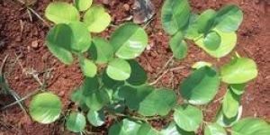 Chandan Plant