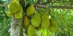 JACK FRUITS PLANTS