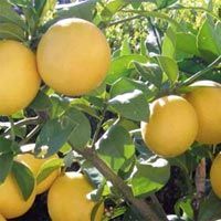 Lemon Plants