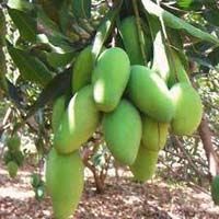 MAHAGONIPLANTS