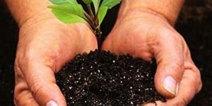 Organic Bio Fertilizers