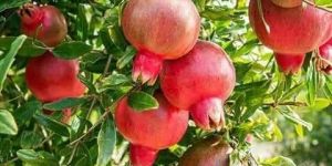 Pomegranates