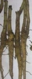 Teak Root Shoot ( Tactona Grandis)