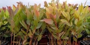 Uk Liptus Plants