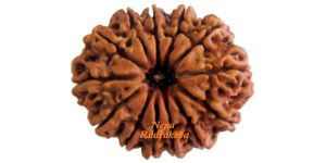 13 Mukhi Nepali Rudraksha