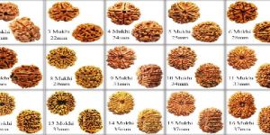 Rudraksha