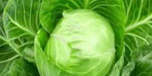 Fresh Cabbage