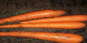 Fresh Carrot