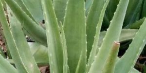 Aloe Vera Leaf