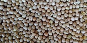 30kg Dried Chick Peas