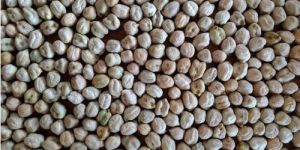 Dried Chick Peas