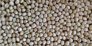 Nutritional Dried Chick Peas