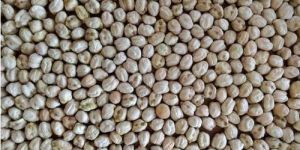 White Dried Chick Peas