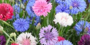 Fresh Button Flowers