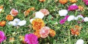 Fresh Button Rose Flowers