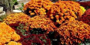 Fresh Chrysanthemum Flowers