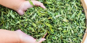 Loose Stevia Dry Leaves