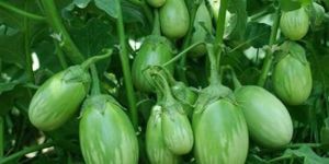 Fresh Green Brinjal