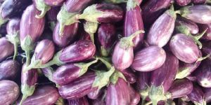 Brinjal